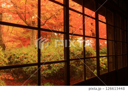 紅葉の一ノ倉邸 126613448