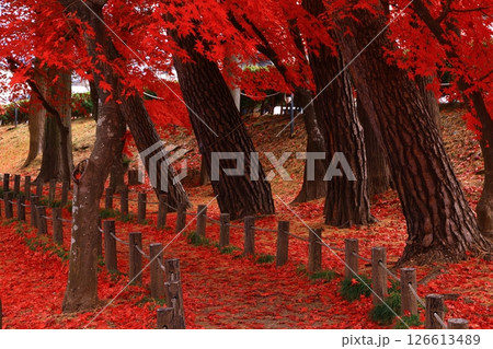 岩手県盛岡市　紅葉の風景 126613489