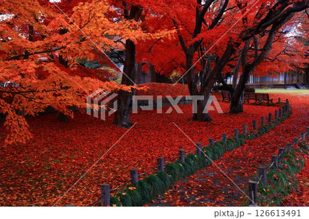 岩手県盛岡市 紅葉の風景 岩手県盛岡市 紅葉の風景 126613491