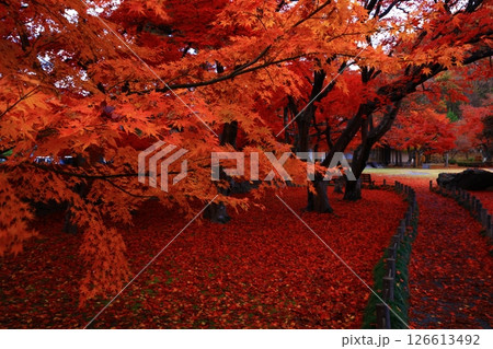 岩手県盛岡市　紅葉の風景 126613492