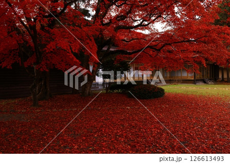 岩手県盛岡市　紅葉の風景 126613493