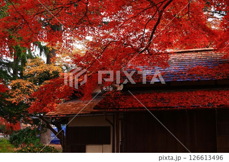 岩手県盛岡市 紅葉の風景 岩手県盛岡市 紅葉の風景 126613496