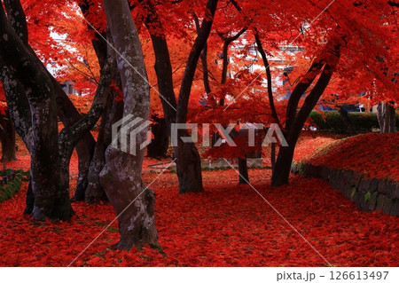 岩手県盛岡市　紅葉の風景 126613497