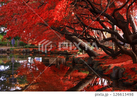 岩手県盛岡市 紅葉の風景 岩手県盛岡市 紅葉の風景 126613498