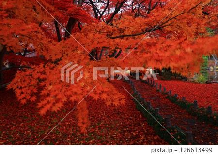 岩手県盛岡市　紅葉の風景 126613499