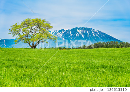岩手 小岩井農場　初夏の一本桜と残雪の岩手山 126613510