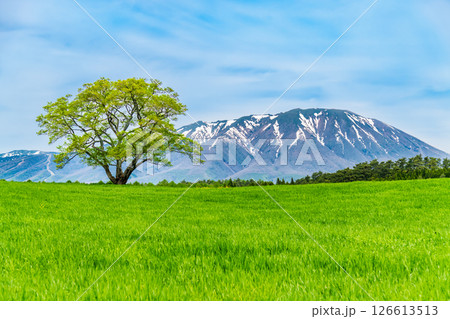 岩手 小岩井農場　初夏の一本桜と残雪の岩手山 126613513