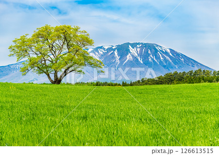 岩手 小岩井農場　初夏の一本桜と残雪の岩手山 126613515