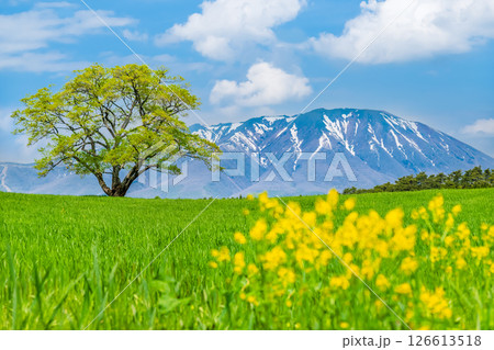 岩手 小岩井農場　初夏の一本桜と残雪の岩手山 126613518