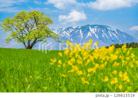 岩手 小岩井農場　初夏の一本桜と残雪の岩手山 126613519