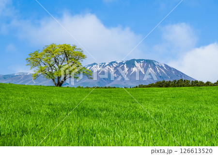 岩手 小岩井農場　初夏の一本桜と残雪の岩手山 126613520