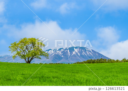 岩手 小岩井農場　初夏の一本桜と残雪の岩手山 126613521