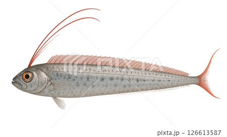 アカマンボウの横姿 126613587