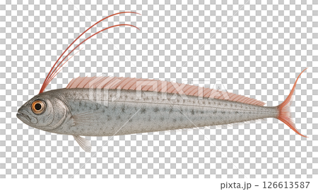 アカマンボウの横姿 126613587