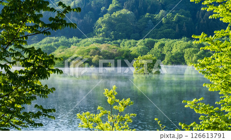白川湖の水没林 126613791