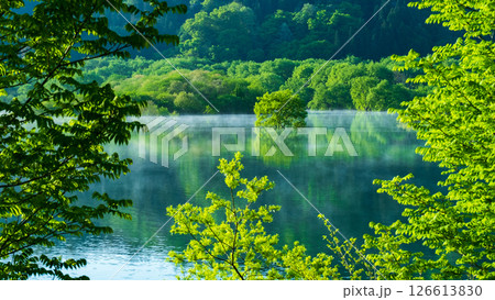 白川湖の水没林 126613830