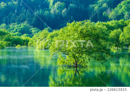 白川湖の水没林 126613833