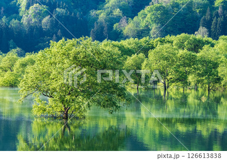 白川湖の水没林 126613838