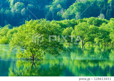 白川湖の水没林 126613851