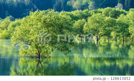 白川湖の水没林 白川湖の水没林 126613852