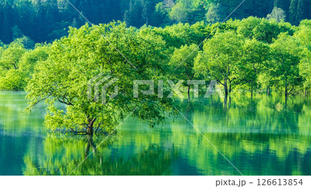 白川湖の水没林 126613854