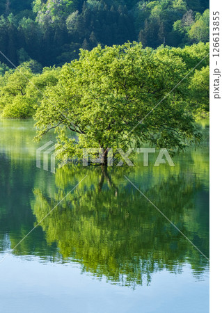 白川湖の水没林 126613855