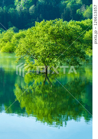 白川湖の水没林 白川湖の水没林 126613857