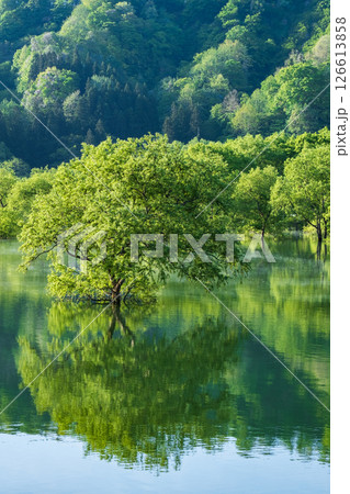 白川湖の水没林 白川湖の水没林 126613858
