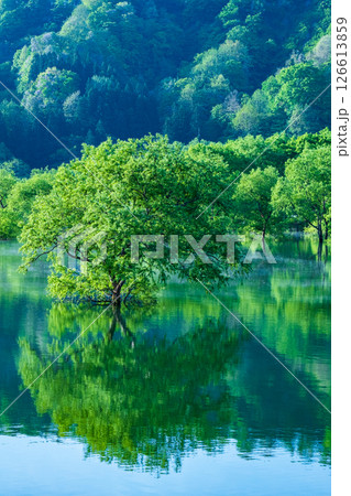白川湖の水没林 126613859