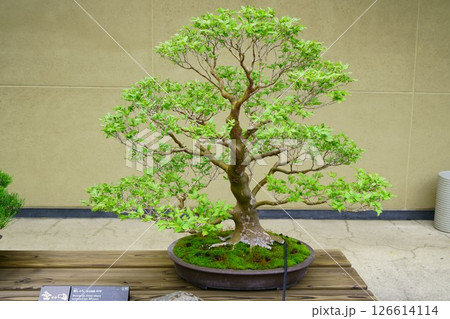7911 盆栽 姫しゃら BONSAI 7911 盆栽 姫しゃら BONSAI 126614114