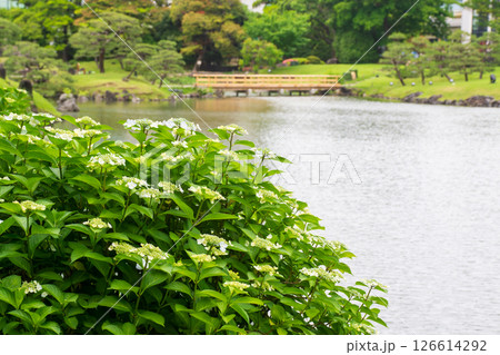 旧芝離宮恩賜庭園の咲き始めたあじさい 126614292