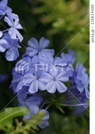 美しいブルーのルリマツリの花 126614489
