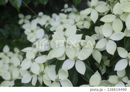 白いヤマボウシの花 126614490
