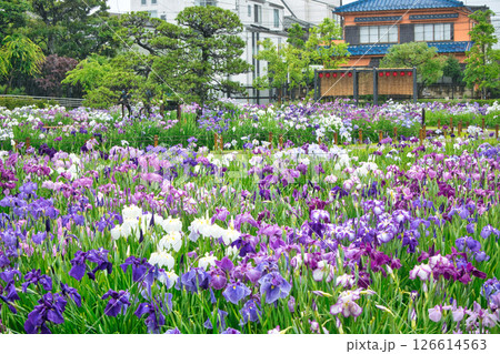東京都 堀切菖蒲園 ほりきり葛飾菖蒲まつり 東京都 堀切菖蒲園 ほりきり葛飾菖蒲まつり 126614563