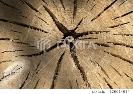 Texture of a tree cut with annual rings, stump. 126614634