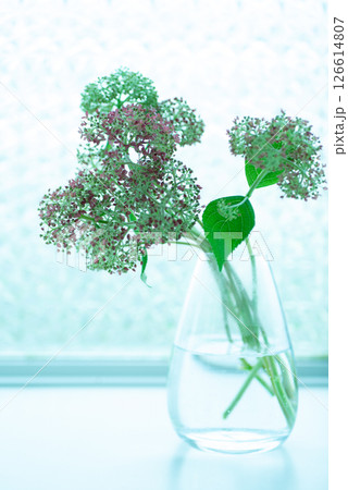 フラワーベースに生けたピンクアナベル【初夏】【梅雨】 フラワーベースに生けたピンクアナベル【初夏】【梅雨】 126614807