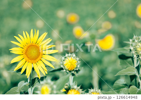 <安曇野>道の駅 アルプス安曇野ほりがねの里のひまわり <安曇野>道の駅 アルプス安曇野ほりがねの里のひまわり 126614948