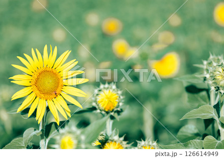 ＜安曇野＞道の駅 アルプス安曇野ほりがねの里のひまわり 126614949