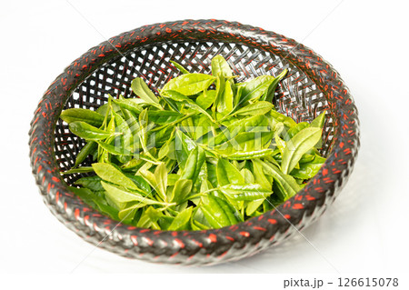 初夏に芽吹いて初摘みされた茶葉の新芽 初夏に芽吹いて初摘みされた茶葉の新芽 126615078