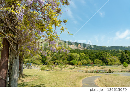 三重県いなべ市農業公園の初夏の藤棚と新緑のパークゴルフ場 126615079