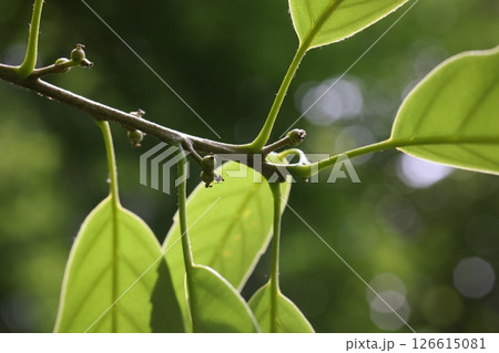 自然 植物 アラカシ、五月下旬。若葉の葉腋から伸びた花柄に数個づつドングリがついています 自然 植物 アラカシ、五月下旬。若葉の葉腋から伸びた花柄に数個づつドングリがついています 126615081