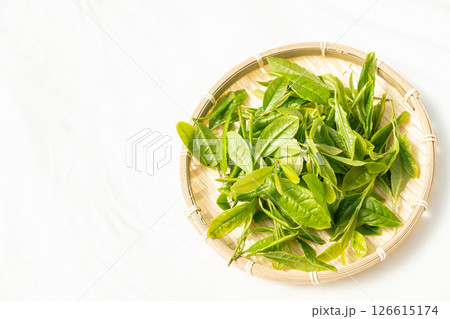 初夏に芽吹いて初摘みされた茶葉の新芽 初夏に芽吹いて初摘みされた茶葉の新芽 126615174