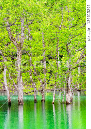 山形 白川湖の水没林 126615293