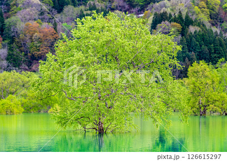 山形 白川湖の水没林 126615297