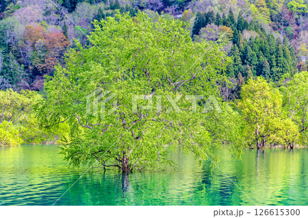 山形 白川湖の水没林 126615300