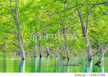 山形 白川湖の水没林 126615306