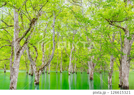 山形 白川湖の水没林 山形 白川湖の水没林 126615321