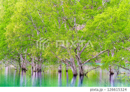 山形 白川湖の水没林 山形 白川湖の水没林 126615324