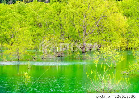 山形 白川湖の水没林 126615330
