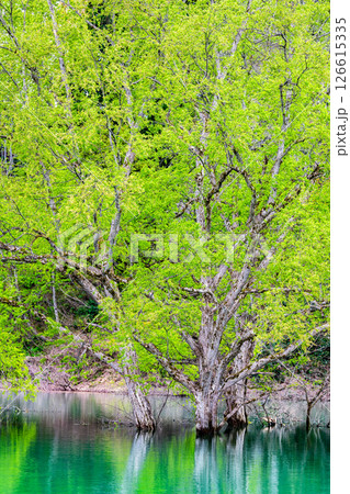 山形 白川湖の水没林 126615335